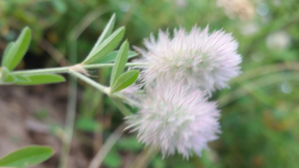 Trifolium arvense (Fabaceae)